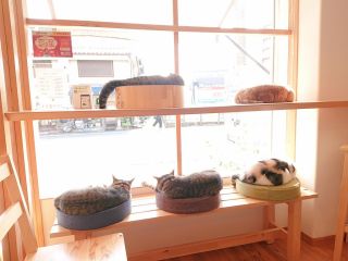 猫カフェ ごろーにゃの写真1