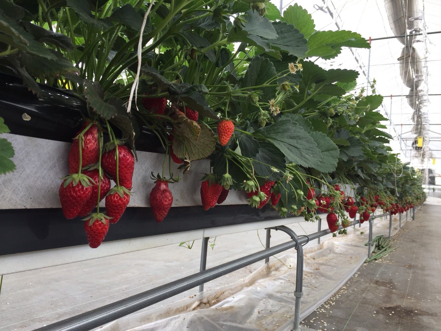 北村農園の写真1