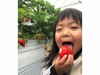 金子苺園の写真1