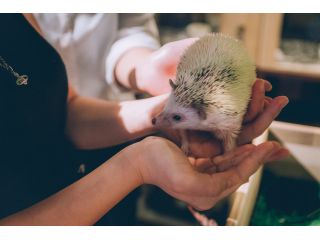 Forest Cafe TOGETGHIの写真1