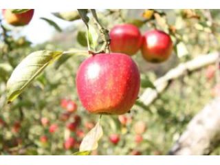 姫ヶ滝りんご園の写真1