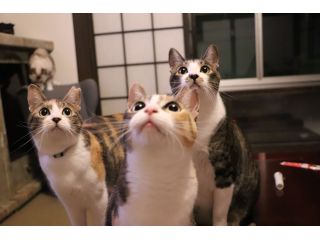 保護猫邸スイートホームウリエルの写真1