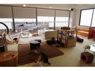 猫のいる休憩室 谷保ねこの写真1