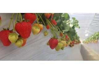 にいぼりのうえんの写真1