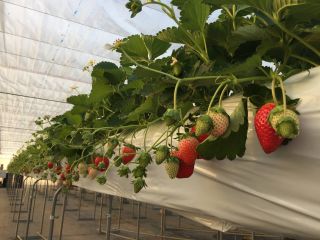 ICHIGOYA TAKUMIの写真1