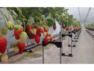ストロベリーファーム21 田中山店の写真1