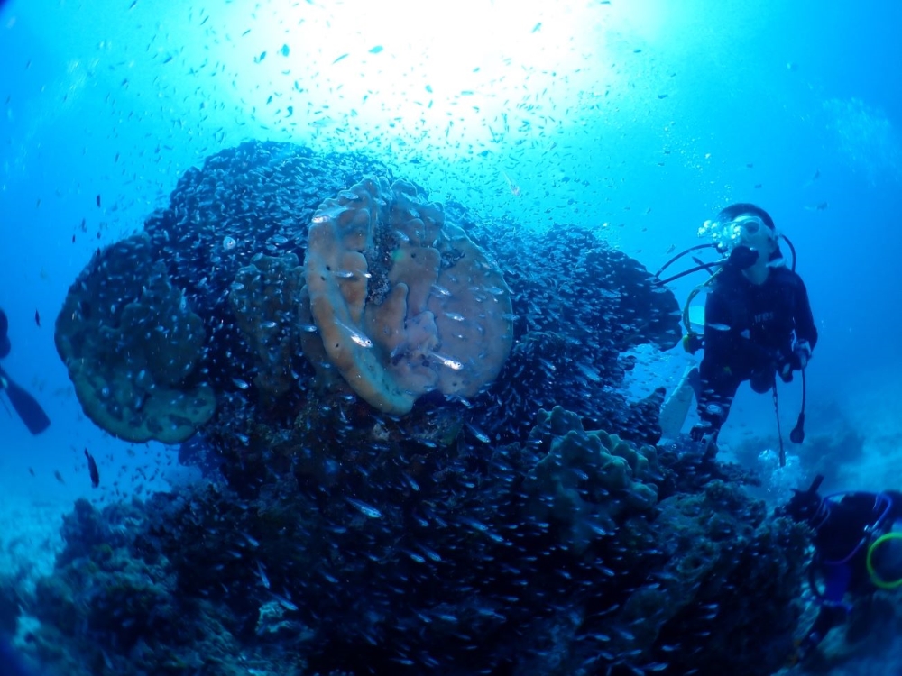 DIVING SHOP RYAAANの写真1