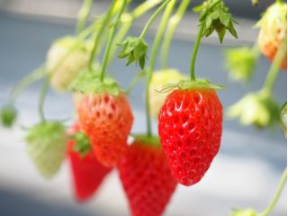 松木果樹園の写真1