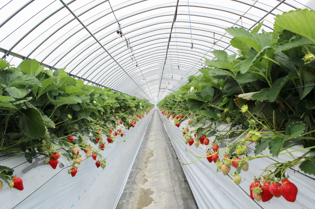 マエムラファームの写真1