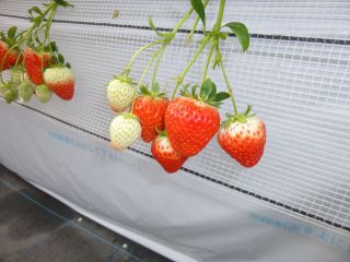 太陽社 観光いちご園の写真1