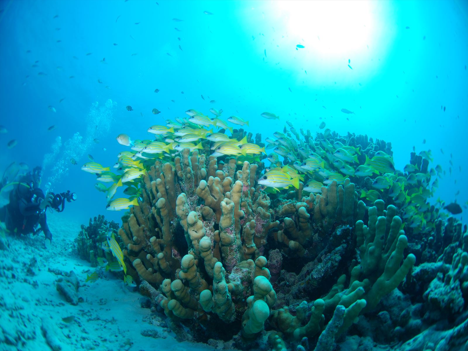 シータイム 石垣島の写真1