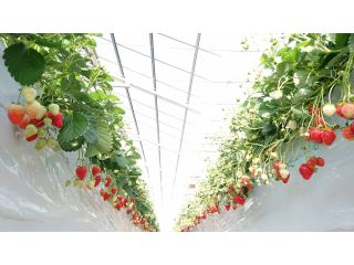 なるベリーファームの写真1