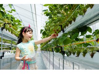 みまき いちご園の写真1