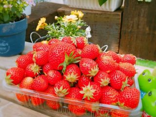 ひだまり農園の写真1