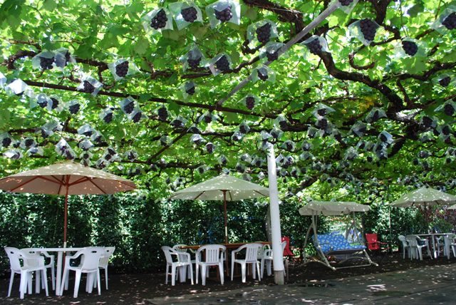 いさわ果樹園の写真1