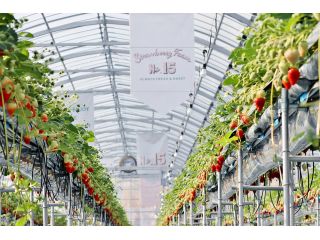 Strawberry Farm No.15の写真1