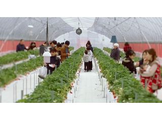 いちごの大森ファームの写真1