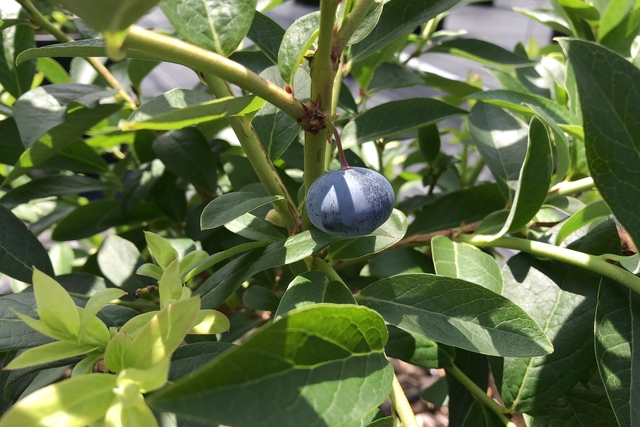 ブルーベリーファームしまばらの写真1