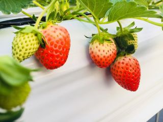 苺ファームあおきの写真1