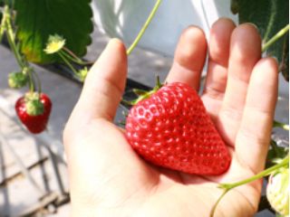 れっどぱーるの写真1