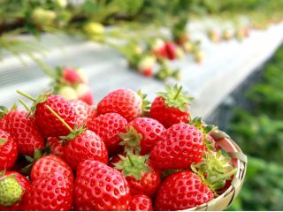 とよさんファームいちご園の写真1