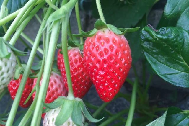 かねとよ川島農園の写真1