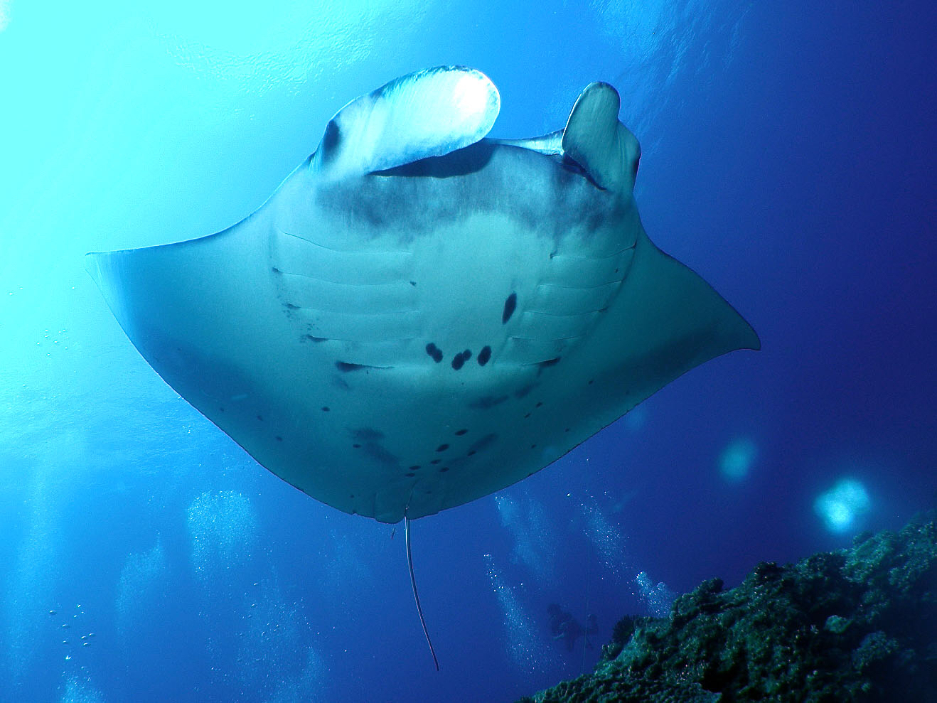 おきなわトロピコの写真1
