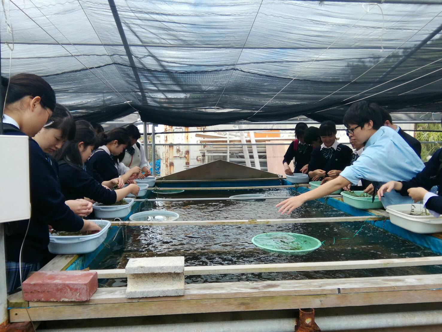 海ぶどう平安座養殖場の写真1