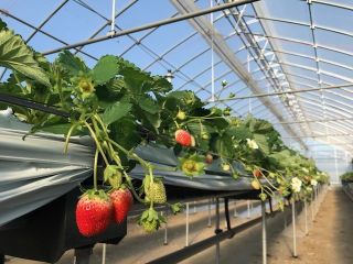 丘の上のいちご園の写真1