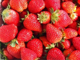 沼田農園の写真1