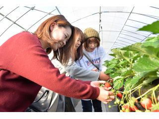 観光いちご園 ベリーちゃんハウスの写真1