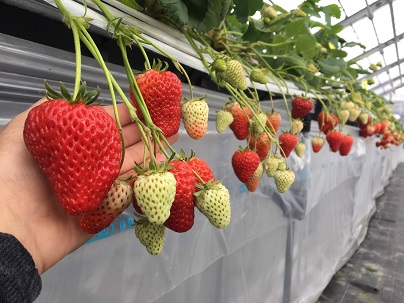 徳徳ハウスの写真1