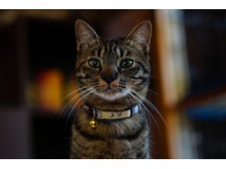 猫カフェ Minetteの写真1