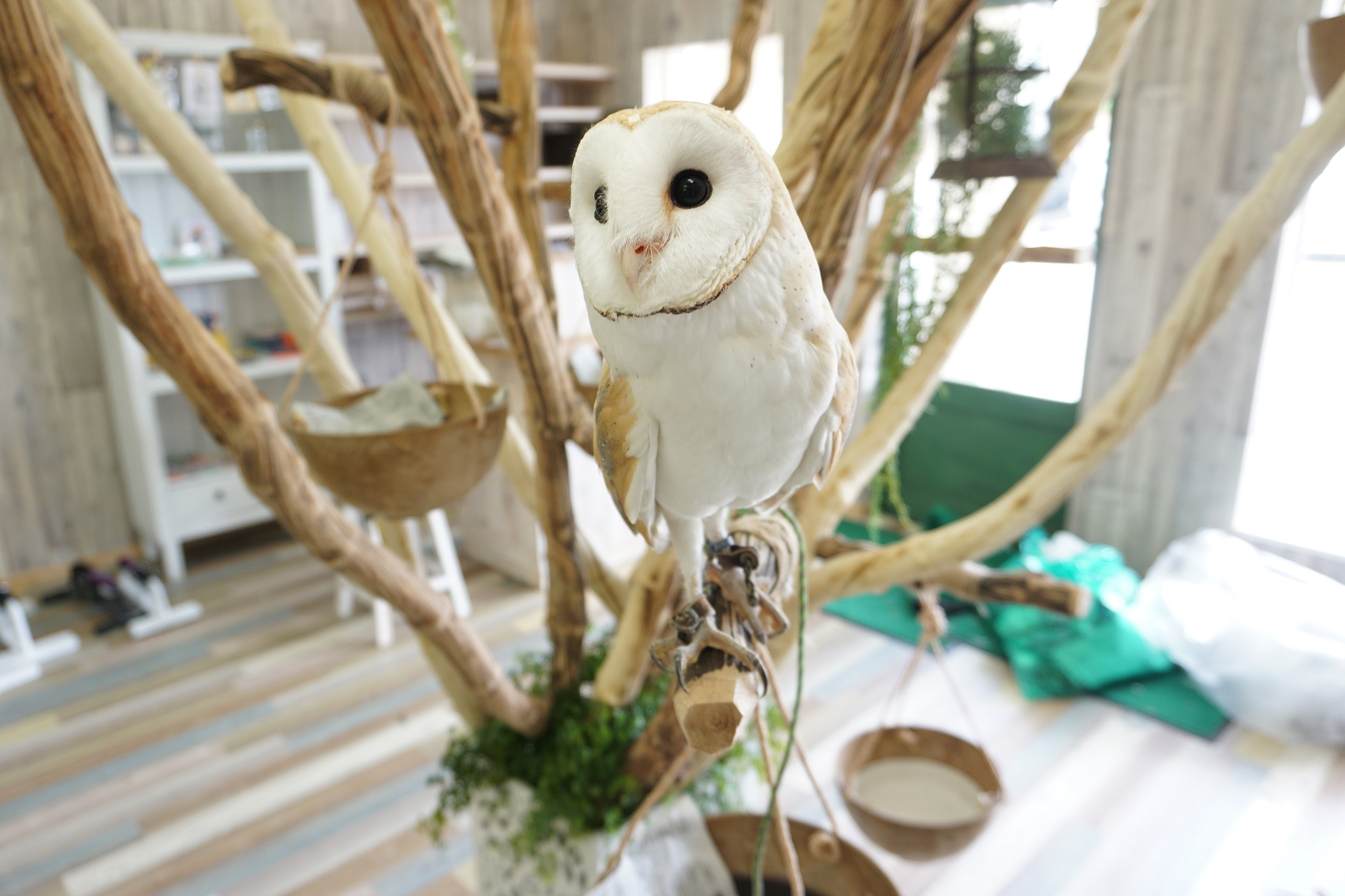 ふくろうカフェFuku×Fukuの写真1