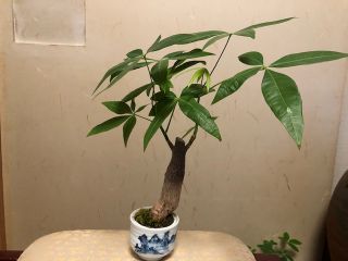植物堂の写真1