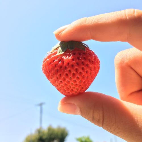 高橋ファームの写真1