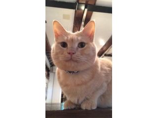 猫カフェコロンの写真1