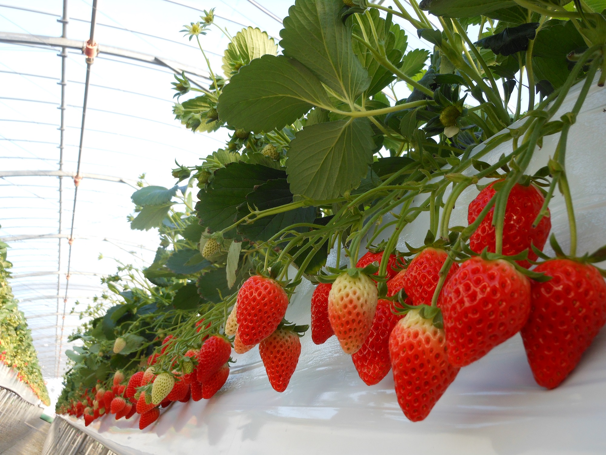 第2いちごランドの写真1