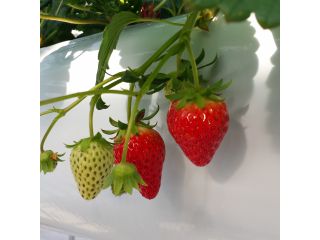 カウベルいちご園の写真1