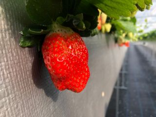 山銀ぶどう園の写真1