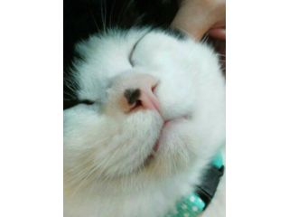 保護猫カフェtormentaの写真1