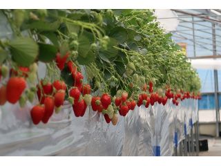 ストロベリーファーム雫の写真1