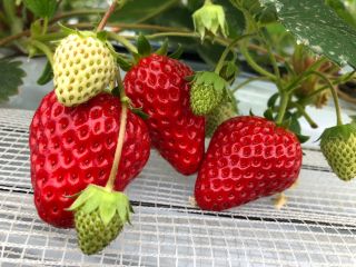 藤田農園の写真1