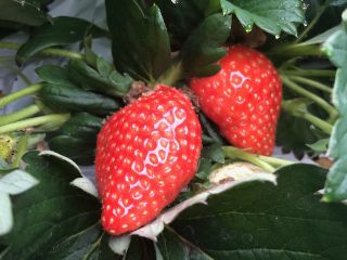 中西農園の写真1