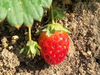 いちごファクトリーの写真1