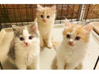 猫カフェ 猫日和の写真1