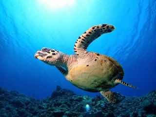 Craft Diveの写真1