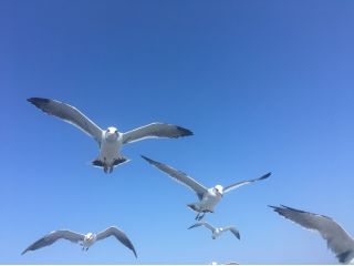 青の洞窟 おたるボートの写真1