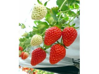 めぐりーん産地直売所の写真1