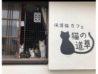 猫の道草の写真1